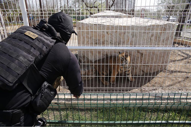 Aseguran animales exóticos en parque privado de Reynosa