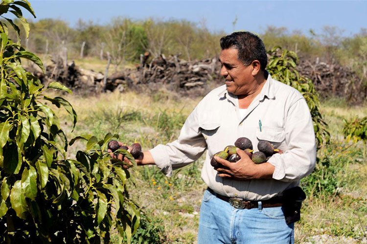 Tienen campesinos 5 mil juicios por derechos de tierra