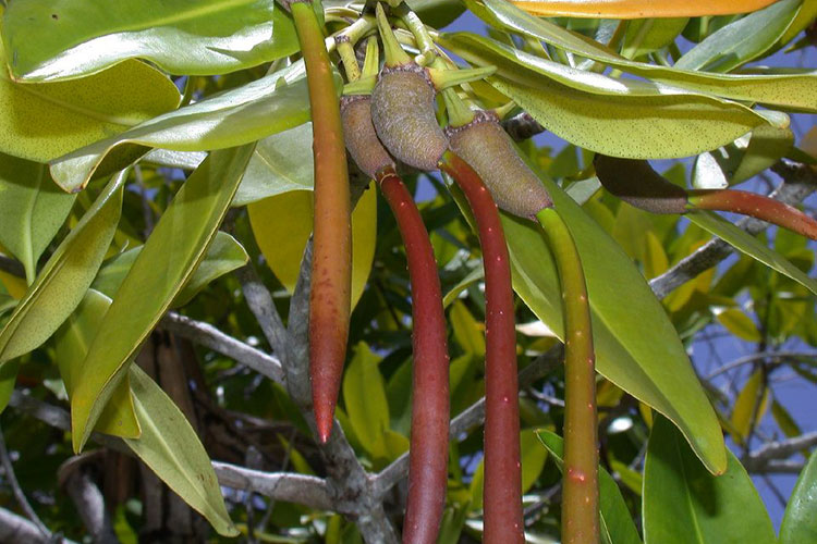 ‘Reforestan’ 7 mil plantas de mangle en costa de Tamaulipas