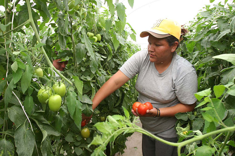 Tienen siembras en Tamaulipas 95% de avance