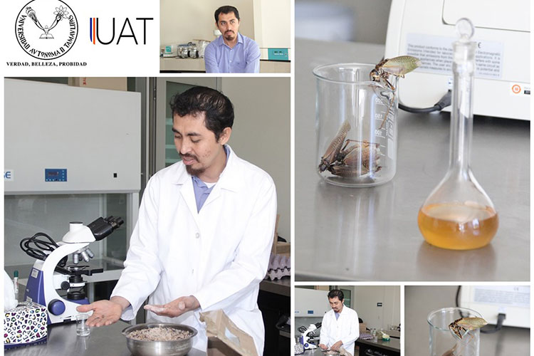 Elaboran productos alimenticios a base de insectos