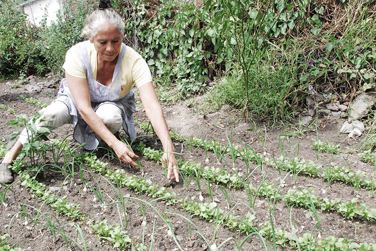 Enseñan a la gente a sembrar la semilla