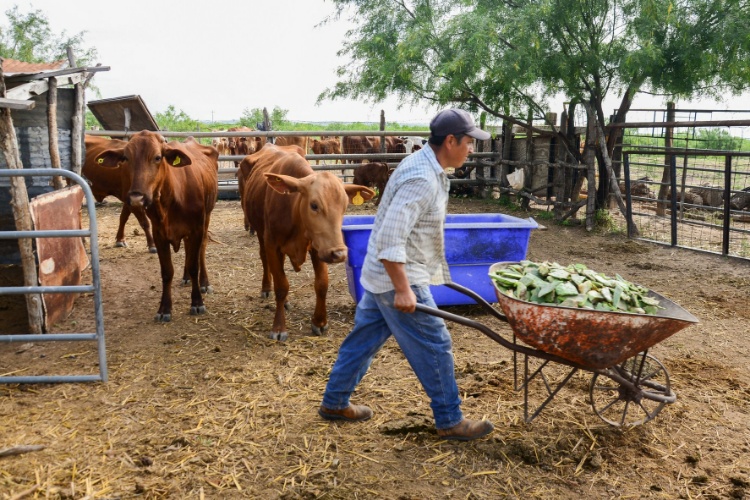 Impulsará Nuevo Laredo la actividad agropecuaria