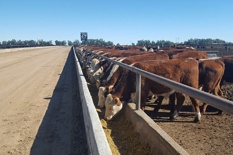 Pronostican incremento en exportación de ganado de Tamaulipas