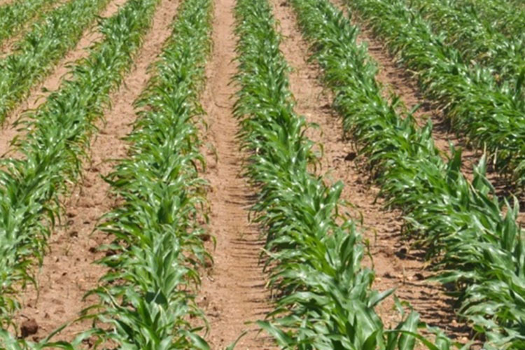 Confían que lluvias de punto a cultivo de maíz y sorgo