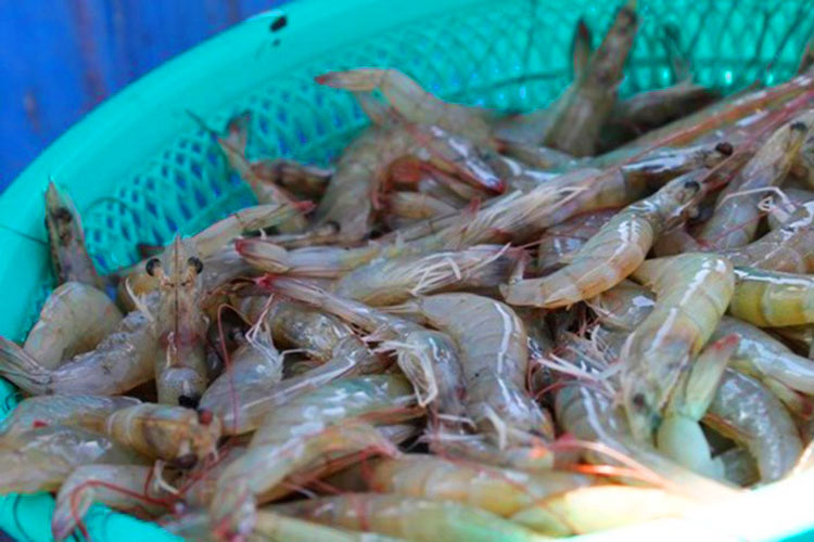 COEPRIS decomisó 334 kilos de marisco en mal estado en vacaciones