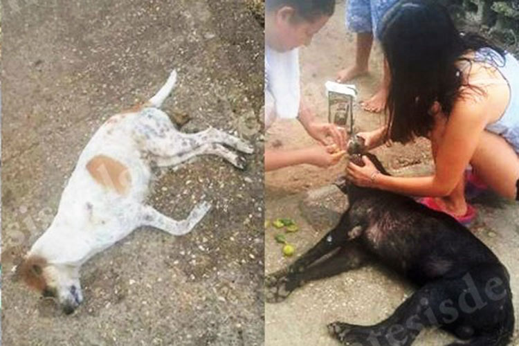Indignación en Altamira por matanza de perros