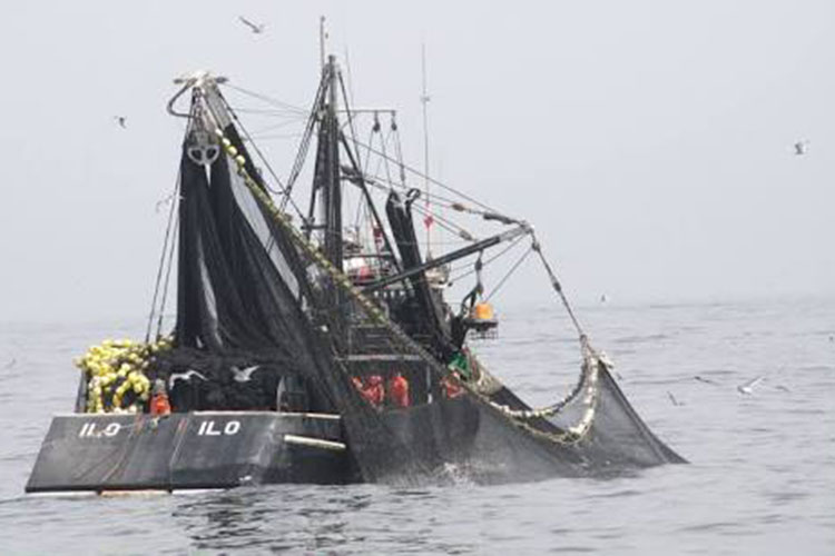 El 60% de pescadores trabajan en la clandestinidad: Ruíz