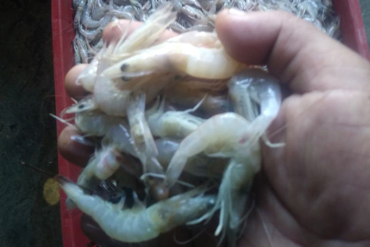Inicia veda de camarón de Laguna en Tamaulipas