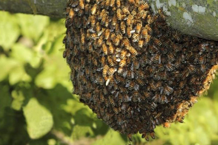Amenazan abejas a escuelas de Victoria