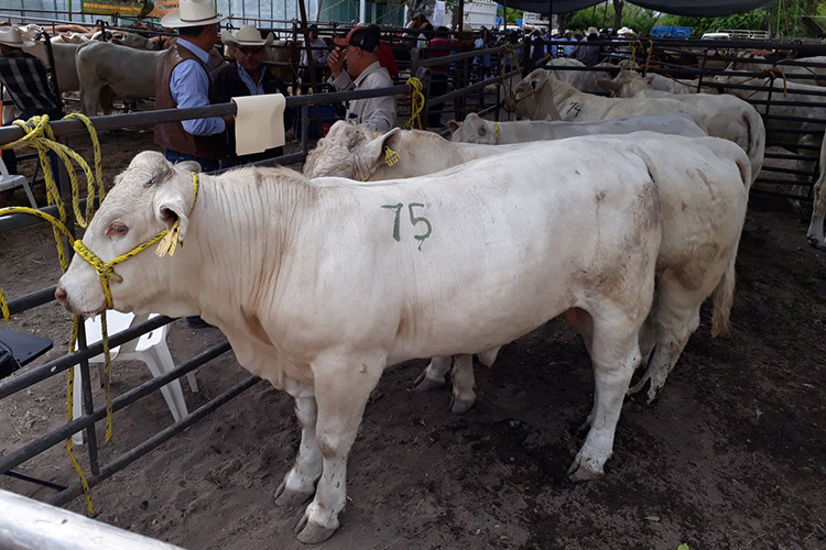 Apostará Tamaulipas a mejoramiento genético