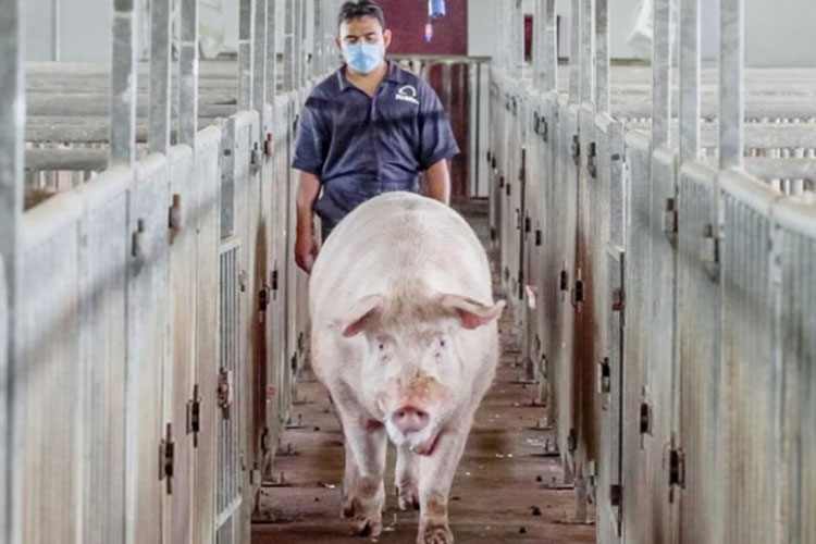 Llega a México primer cargamento de carne de cerdo procedente de Alemania