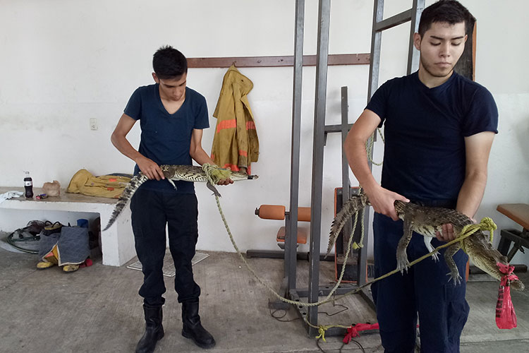 Capturan dos cocodrilos dentro de viviendas en Madero