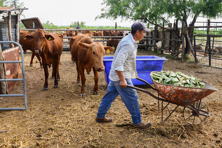 Lluvias “dan aliento” a ganaderos de Tamaulipas