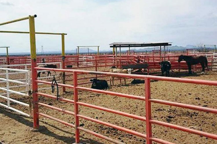 Subastarán en Chihuahua 5 mil cabezas de ganado de César Duarte