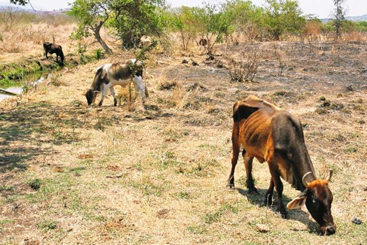 Habrá plan contra sequía en sector rural de Victoria
