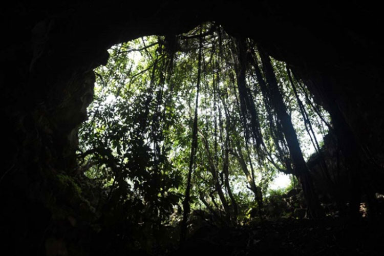 México celebra el Día Nacional del Árbol
