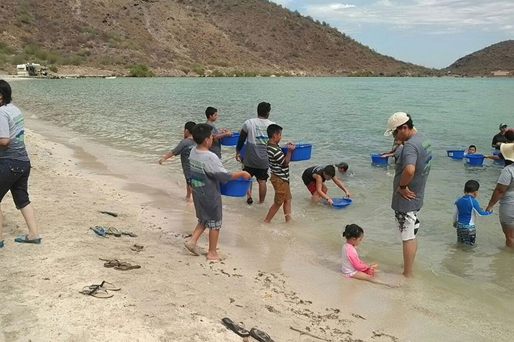 Realizan cuarta liberación de crías de Totoaba en Mar de Cortés