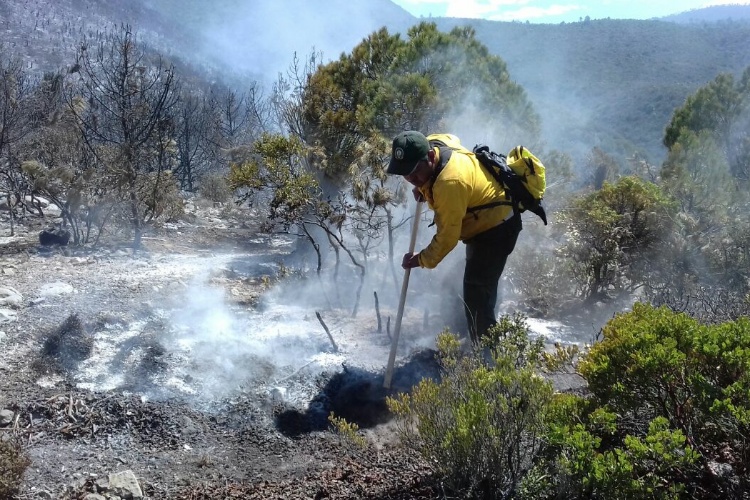 Registra Tamaulipas 15 incendios forestales