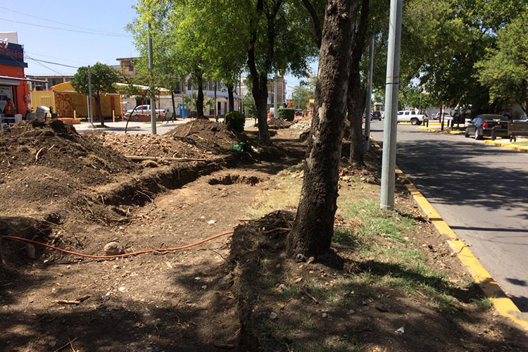 Remodelación del 17 daña gravemente las raíces de los árboles: Teresa Baeza