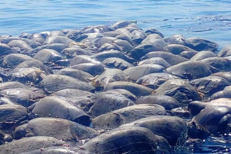 Mueren más de 100 tortugas atrapadas en redes, en Oaxaca
