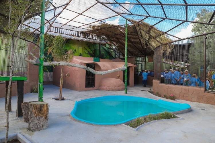 Entrega alcalde al zoológico un albergue para tigres de bengala