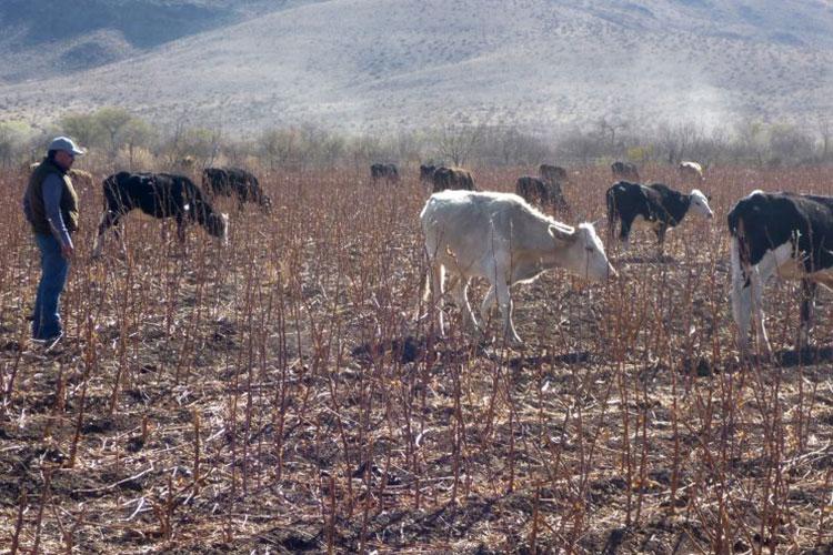 Sequía comienza a matar ganado en Tamaulipas