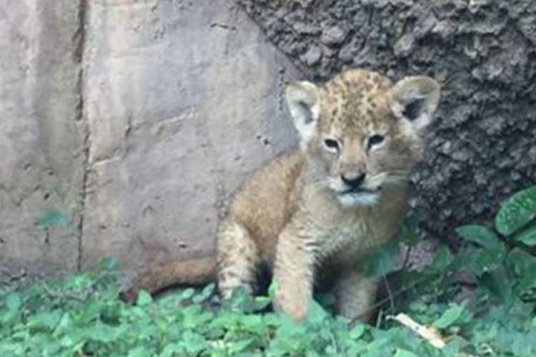 PROFEPA asegura cachorro de Leon africano