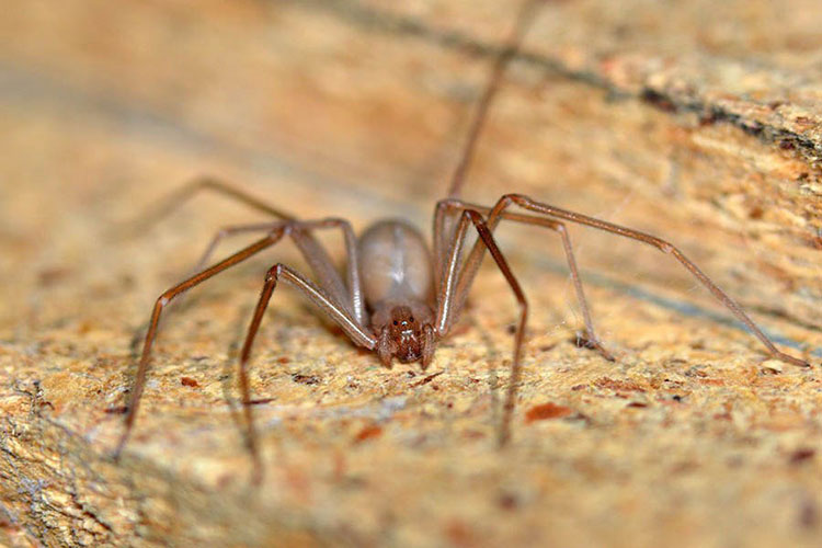 Repuntan ataques de araña violinista