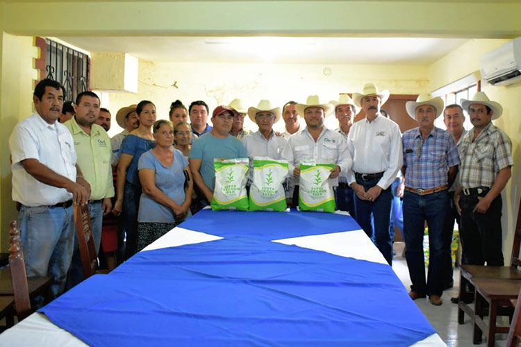 Entrega Desarrollo Rural semilla “Súper sorgo”