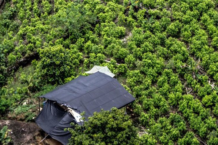 Aumentan 6% en Bolivia los cultivos de coca en 2017