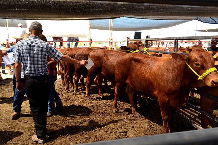 Exportarían ganado tamaulipeco a Cuba