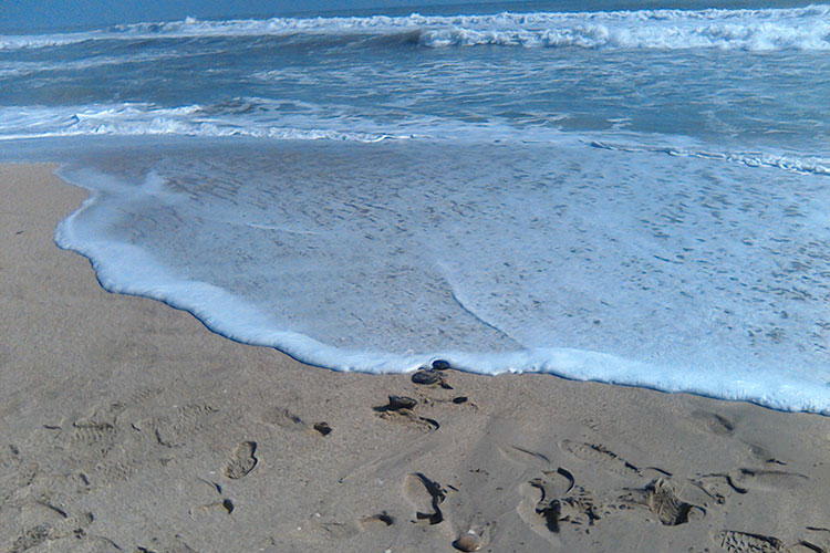 Llega a playas fenómeno similar a “marea roja”