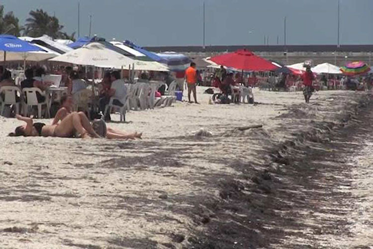 Sargazo llega a playas de Yucatán