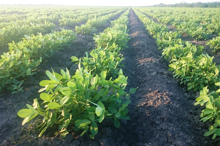 Cacahuate, una leguminosa también cultivada en Tamaulipas