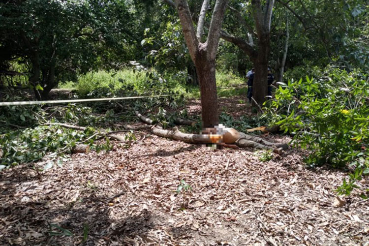 Lo mata motosierra en Antiguo Morelos