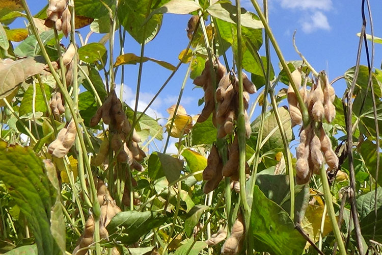 Prevén perdidas en sorgo, maíz y soya de Tamaulipas