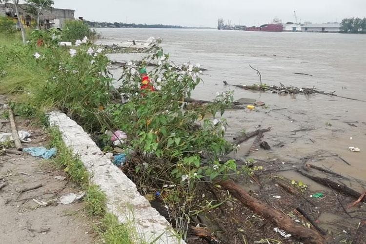 Lluvias arrastran al río Pánuco troncos y ramas