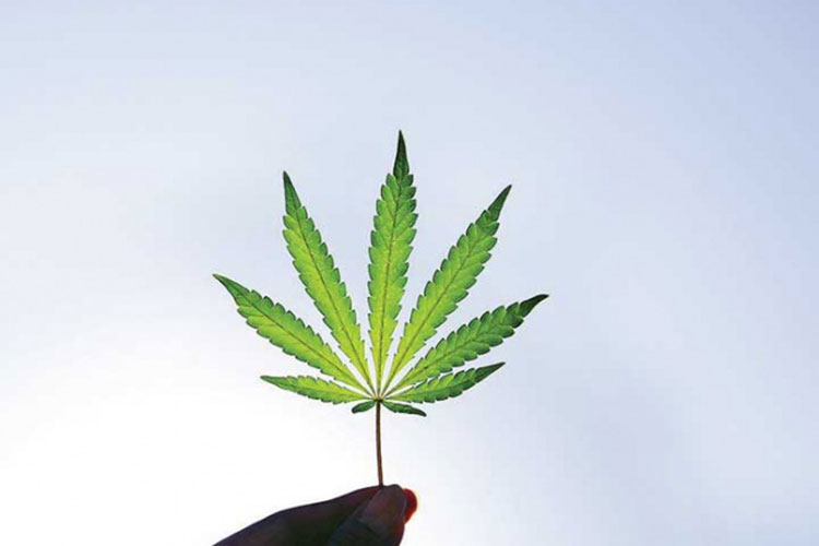 Cannabis apunta a jurisprudencia; el miércoles deciden dos amparos