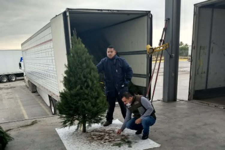 Decomisa Profepa 2,140 Pinos de Navidad con plagas