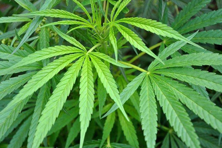Inicia venta de productos de mariguana; los comercializarán 7 empresas