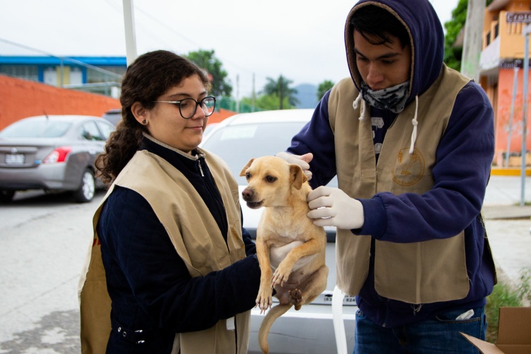 Enseñan universitarios el cuidado responsable de mascotas