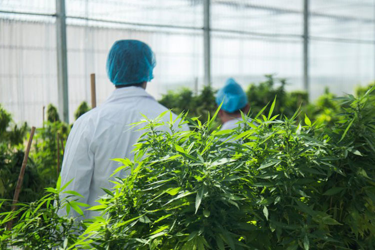 Uruguay inaugura laboratorio industrial para cannabis médico