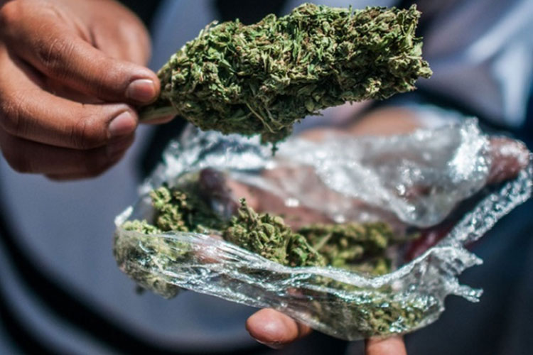 Morena plantea clubes de cannabis; fumar mariguana en la calle no sería sancionado