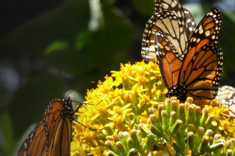 Esperan medio millón de visitantes en el País de la monarca