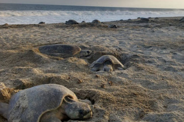 Miles de tortugas golfinas llegan a santuario de Oaxaca a su último desove de 2018