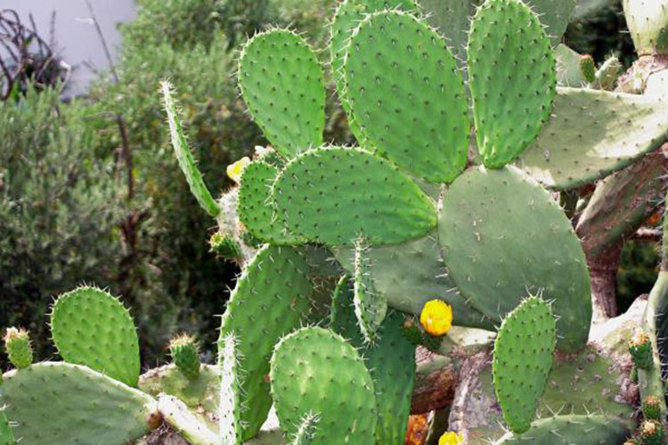 Nopales, producto milenario que genera economía actual