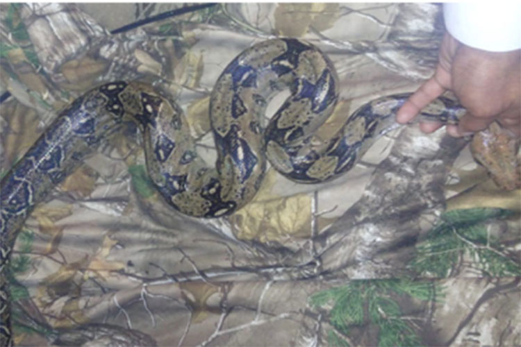 Rescata PROFEPA una boa constrictor en domicilio de Tamaulipas