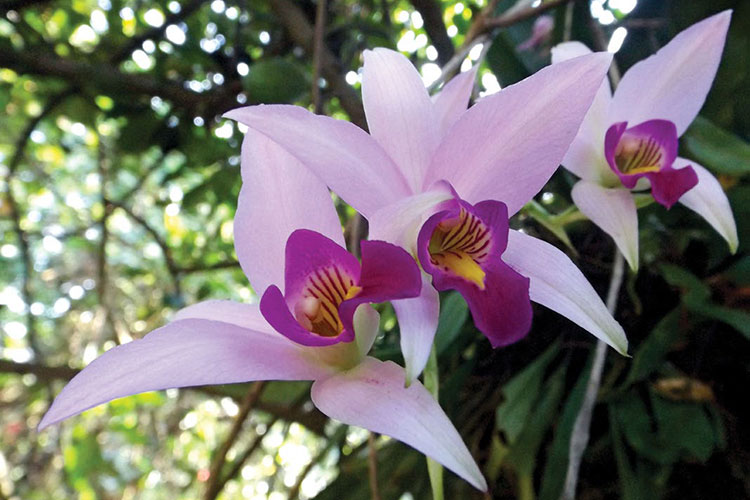 Hace UAT estudios para la conservación de orquídeas en Biosfera El Cielo