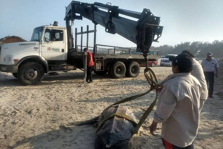 Muere Tortuga Laúd en playa de Ciudad Madero